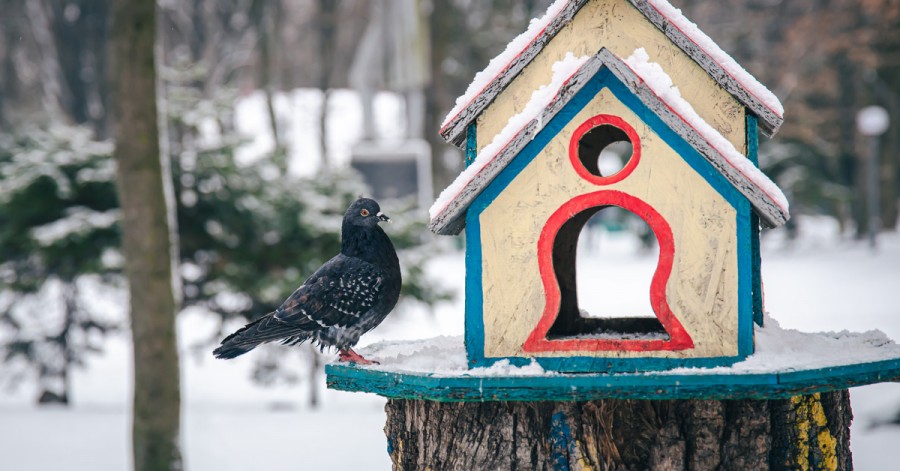 Як зробити годівницю для птахів і чим правильно годувати