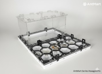 Безпечне хобі вдома: чому мурашина ферма від AntMart стала трендом серед батьків