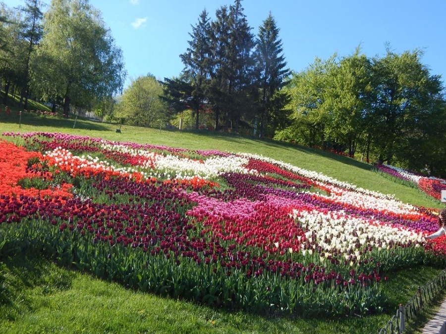 Виставка тюльпанів на Співочому Полі