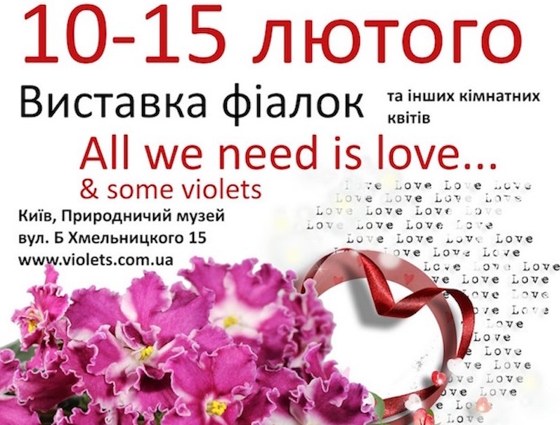 Святкова виставка фіалок до Дня Всіх Закоханих