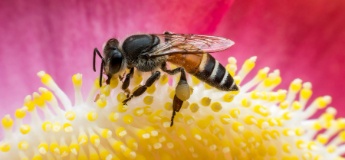 Що робити, якщо дитину вкусила оса або бджола: перша допомога