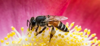 Що робити, якщо дитину вкусила оса або бджола: перша допомога