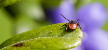 Безпечне перебування на природі: захист від укусів кліщів, комарів і ос