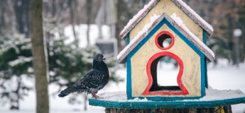 Як зробити годівницю для птахів і чим правильно годувати