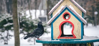Як зробити годівницю для птахів і чим правильно годувати