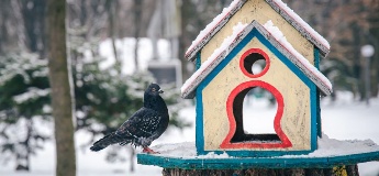 Як зробити годівницю для птахів і чим правильно годувати