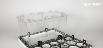 Безпечне хобі вдома: чому мурашина ферма від AntMart стала трендом серед батьків