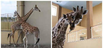 Народження жирафеня в Зоопарку 12 Місяців